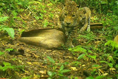 cantidad de jaguares en colombia